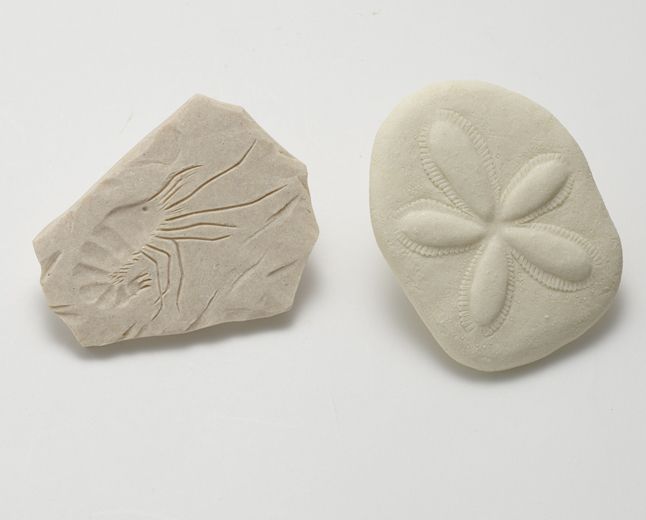 Let’s Investigate – Fossils