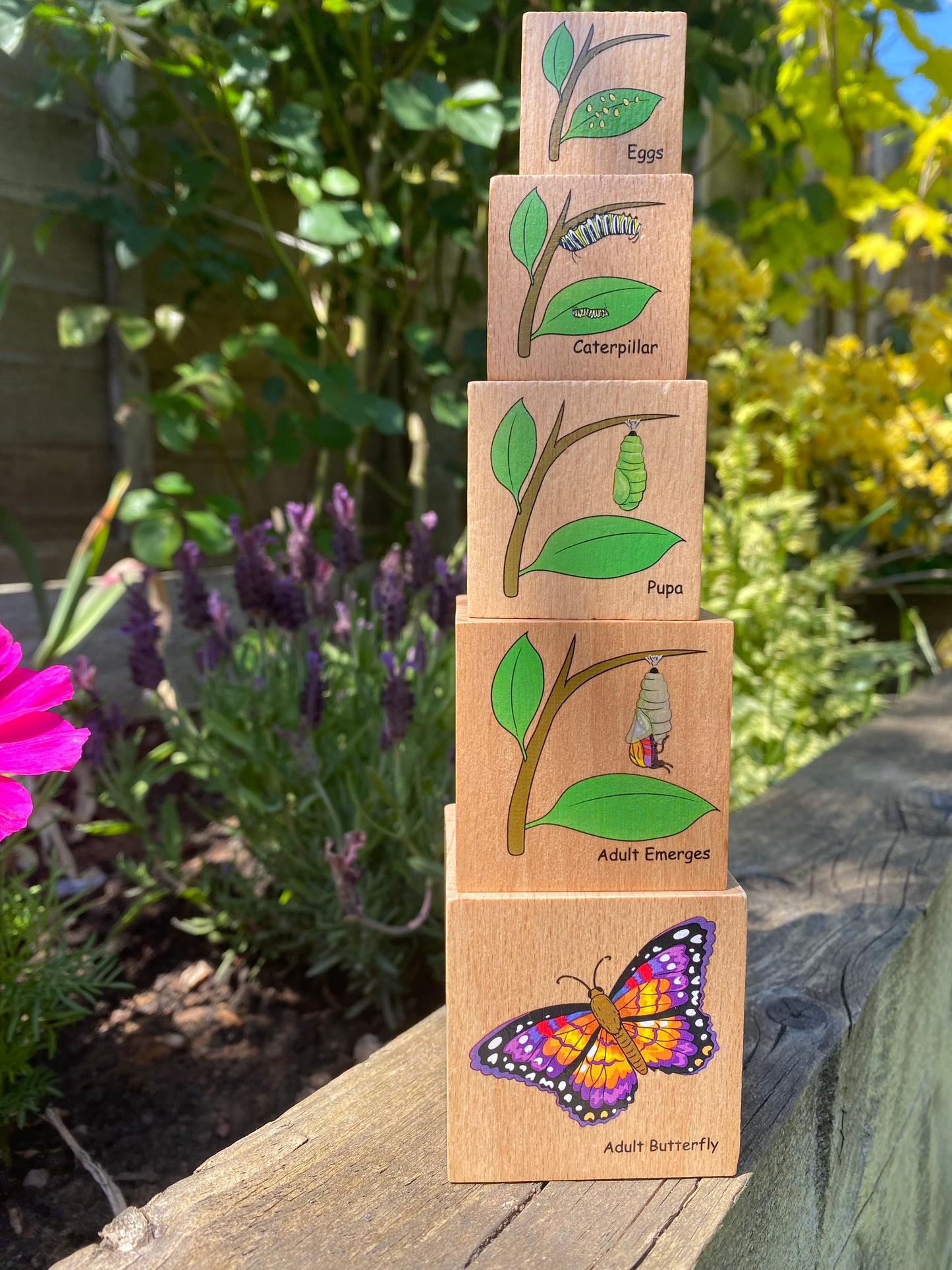 Life Cycle Wooden Blocks