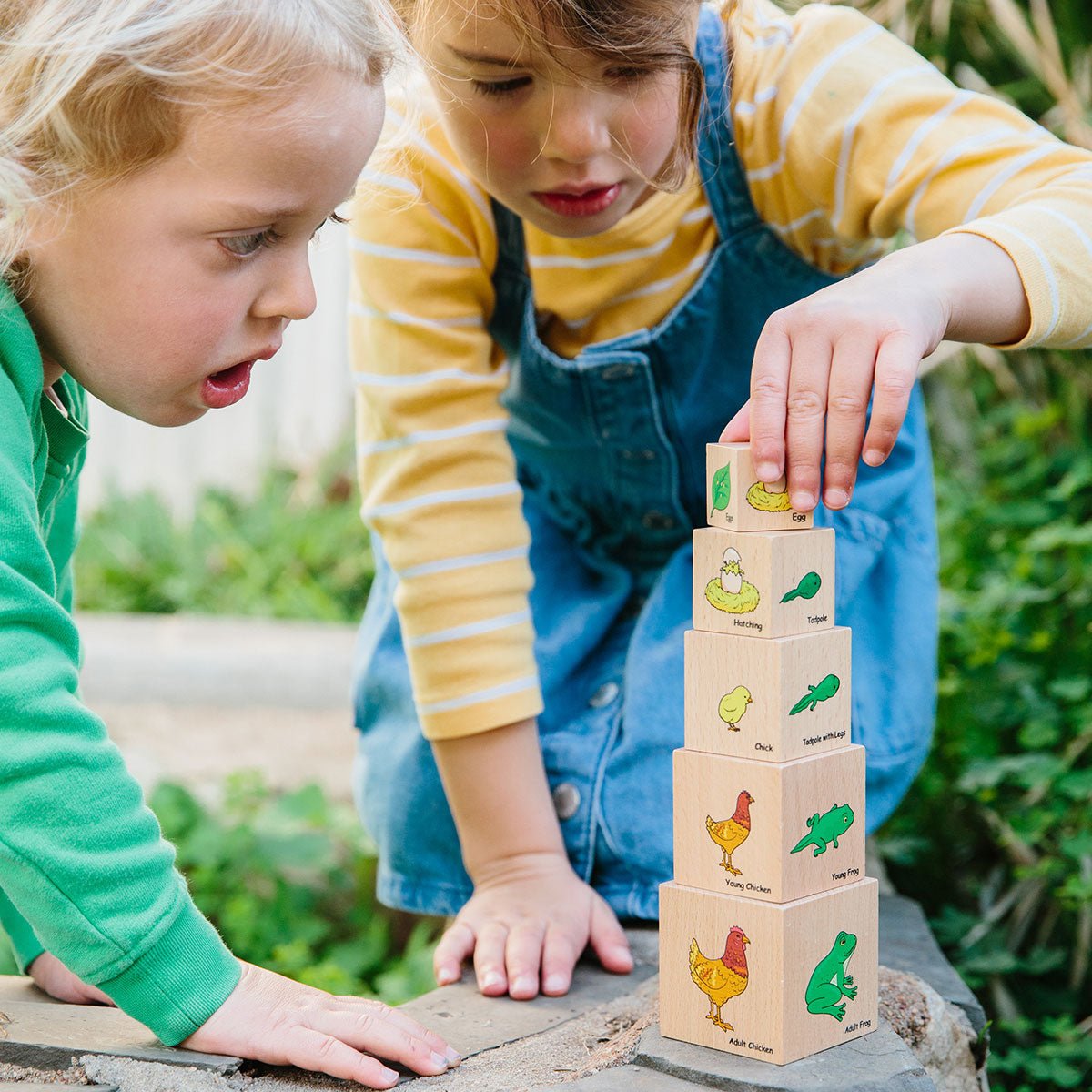 Life Cycle Wooden Blocks