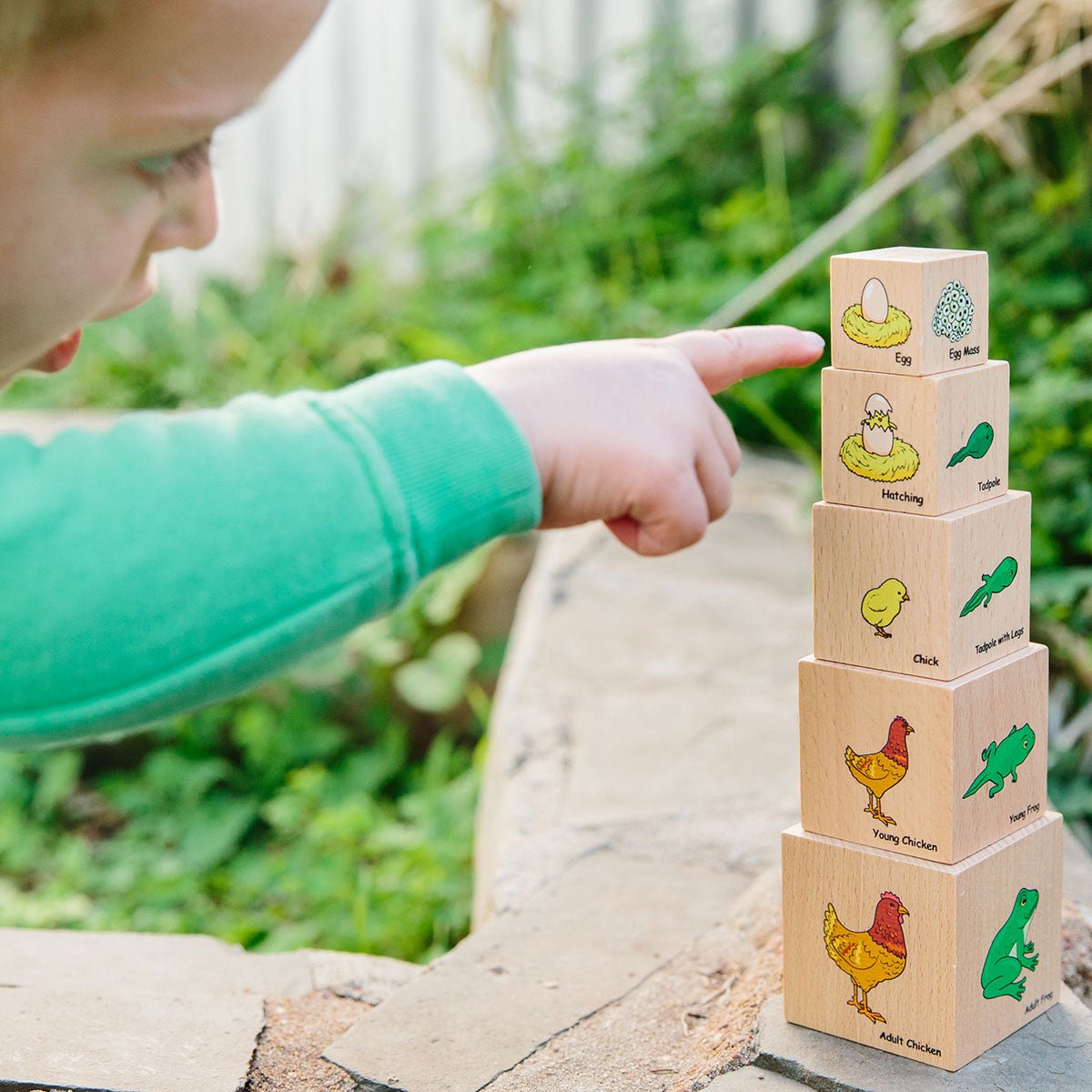 Life Cycle Wooden Blocks