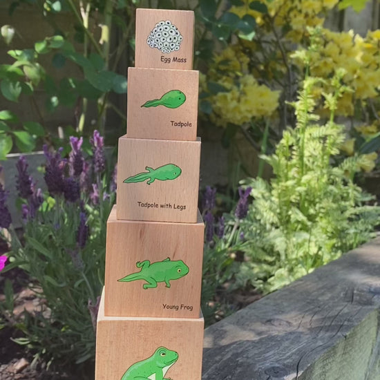 Life Cycle Wooden Blocks