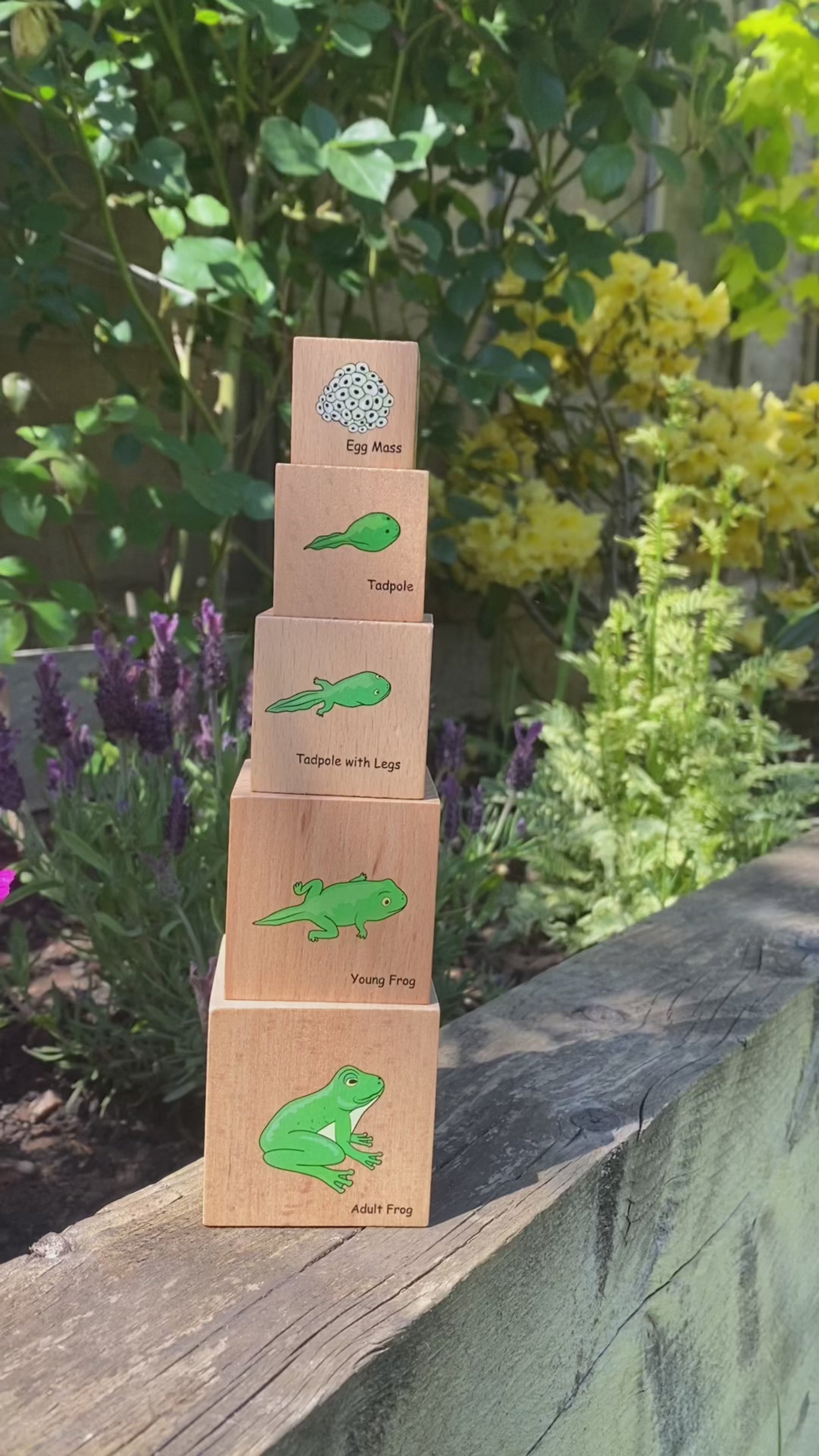 Life Cycle Wooden Blocks