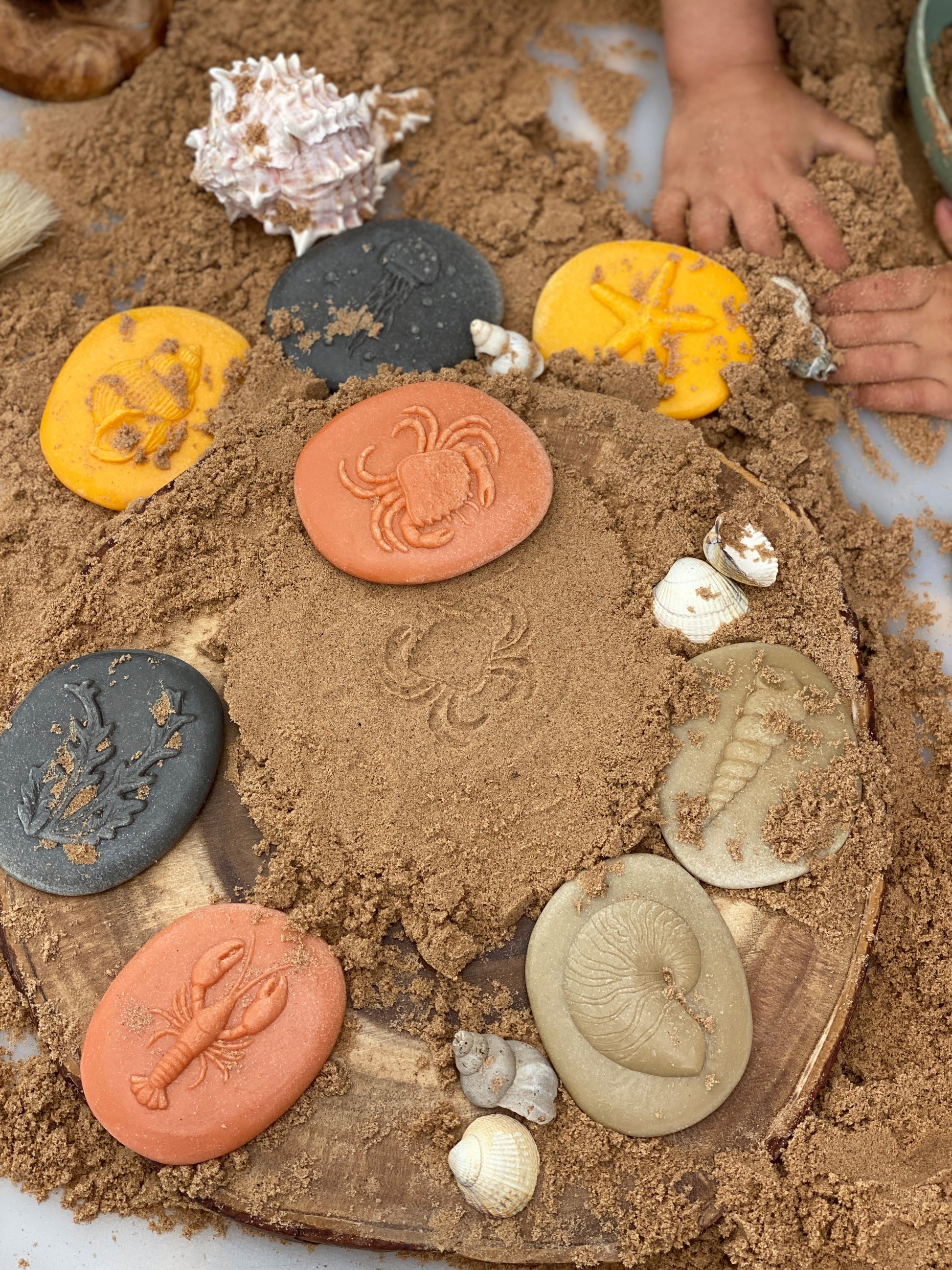 Lets Investigate Seashore | Learning and Exploring Through Play