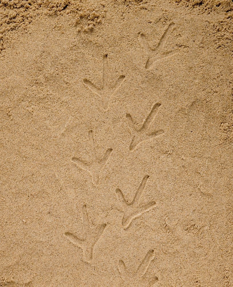 Let’s Investigate – Farmyard Footprints