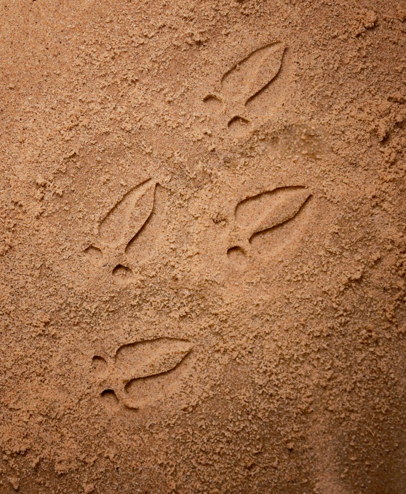 Let’s Investigate Woodland Footprints - 3