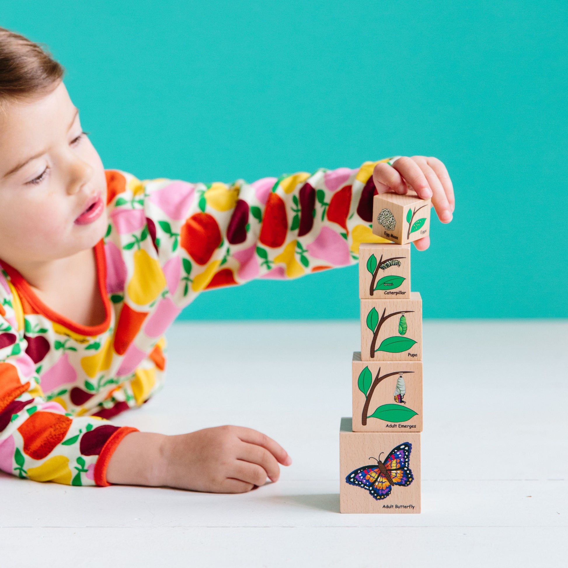 Life Cycle Wooden Blocks