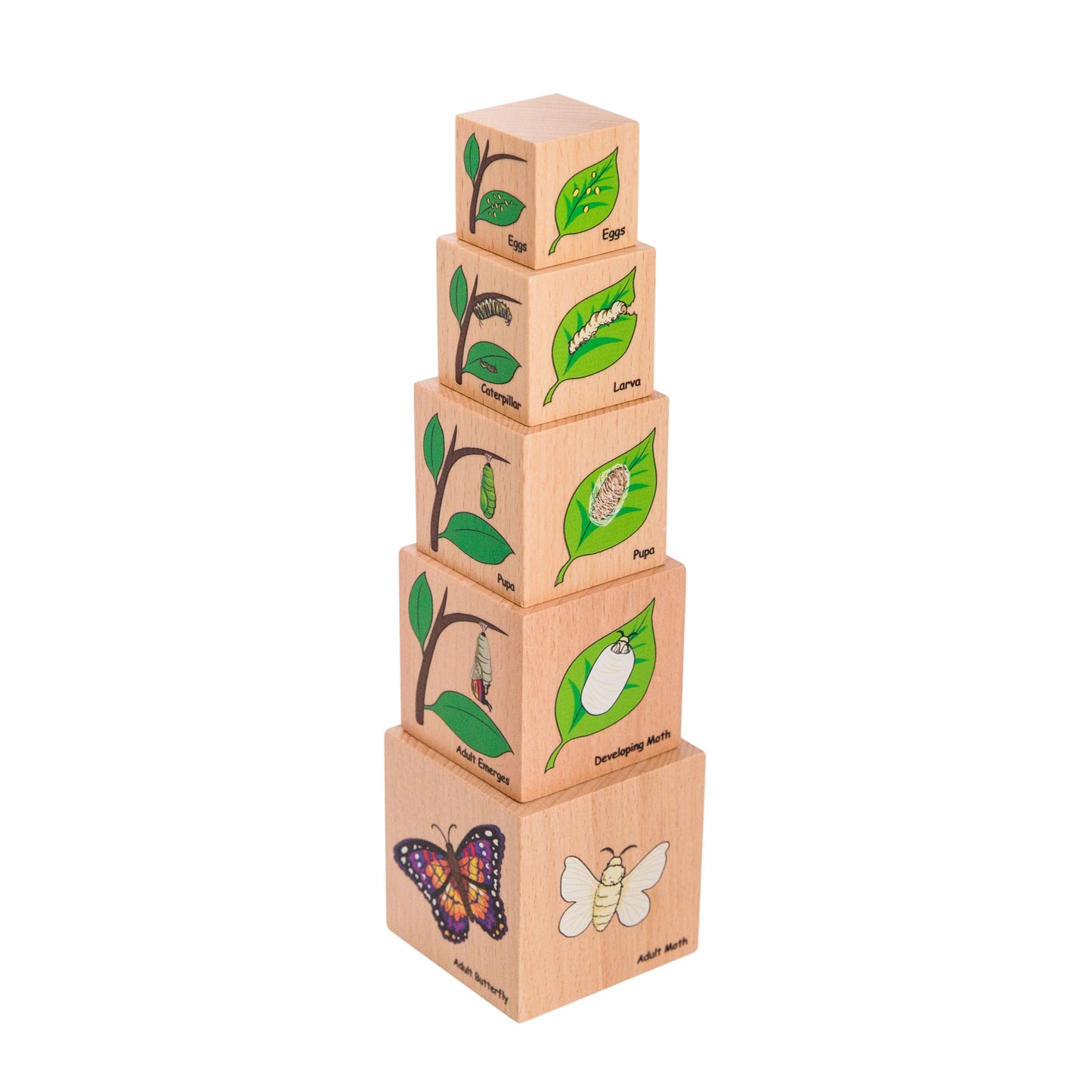 A great set for teaching the lifecycle of a moth, butterfly, chicken and frog. Contains 5 lifecycle blocks.