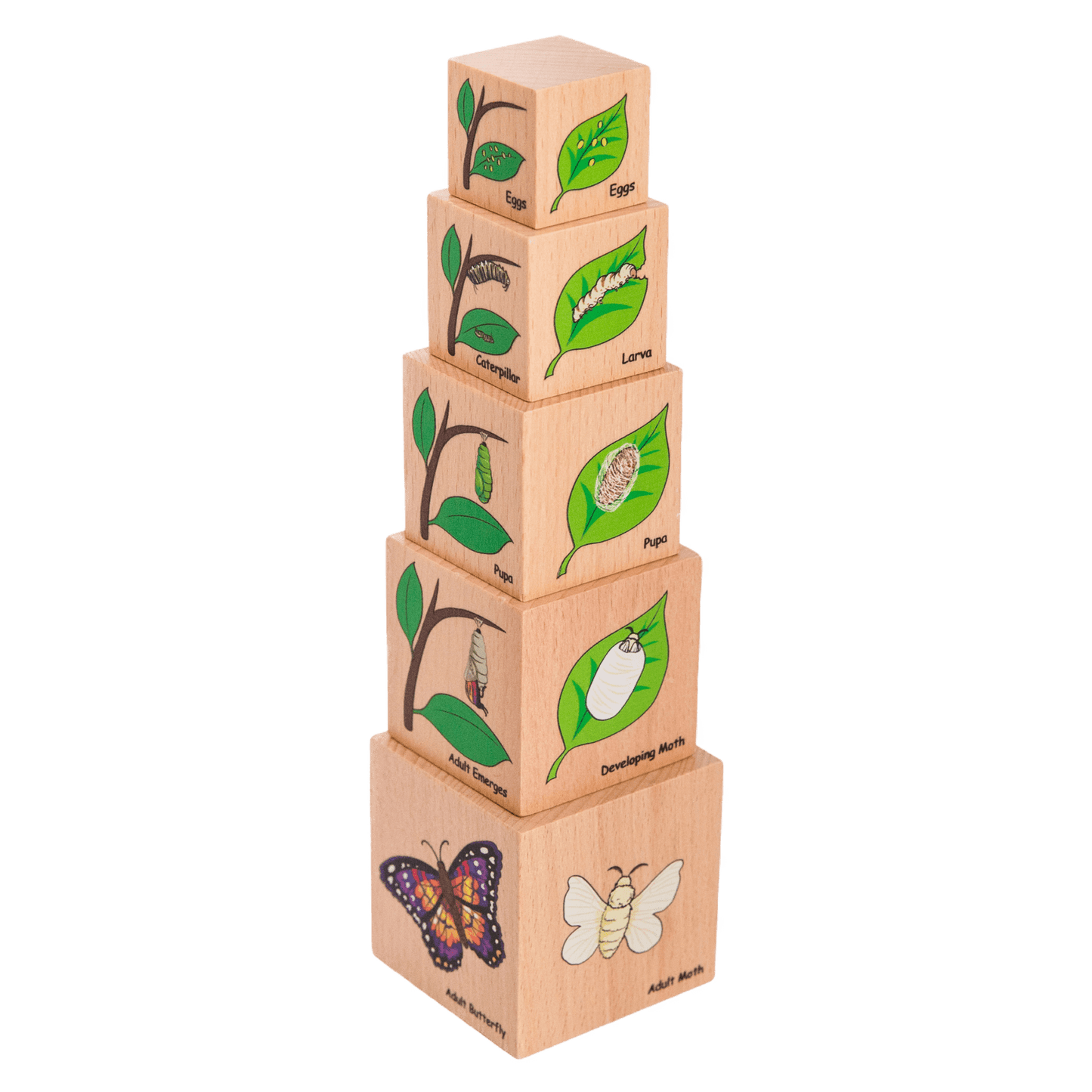 Life Cycle Wooden Blocks