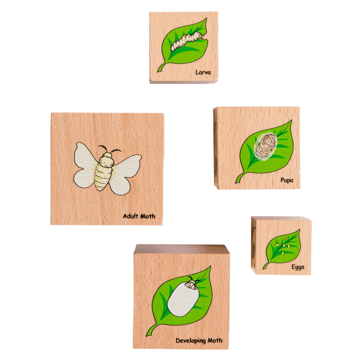 A great set for teaching the lifecycle of a moth, butterfly, chicken and frog. Contains 5 lifecycle blocks.