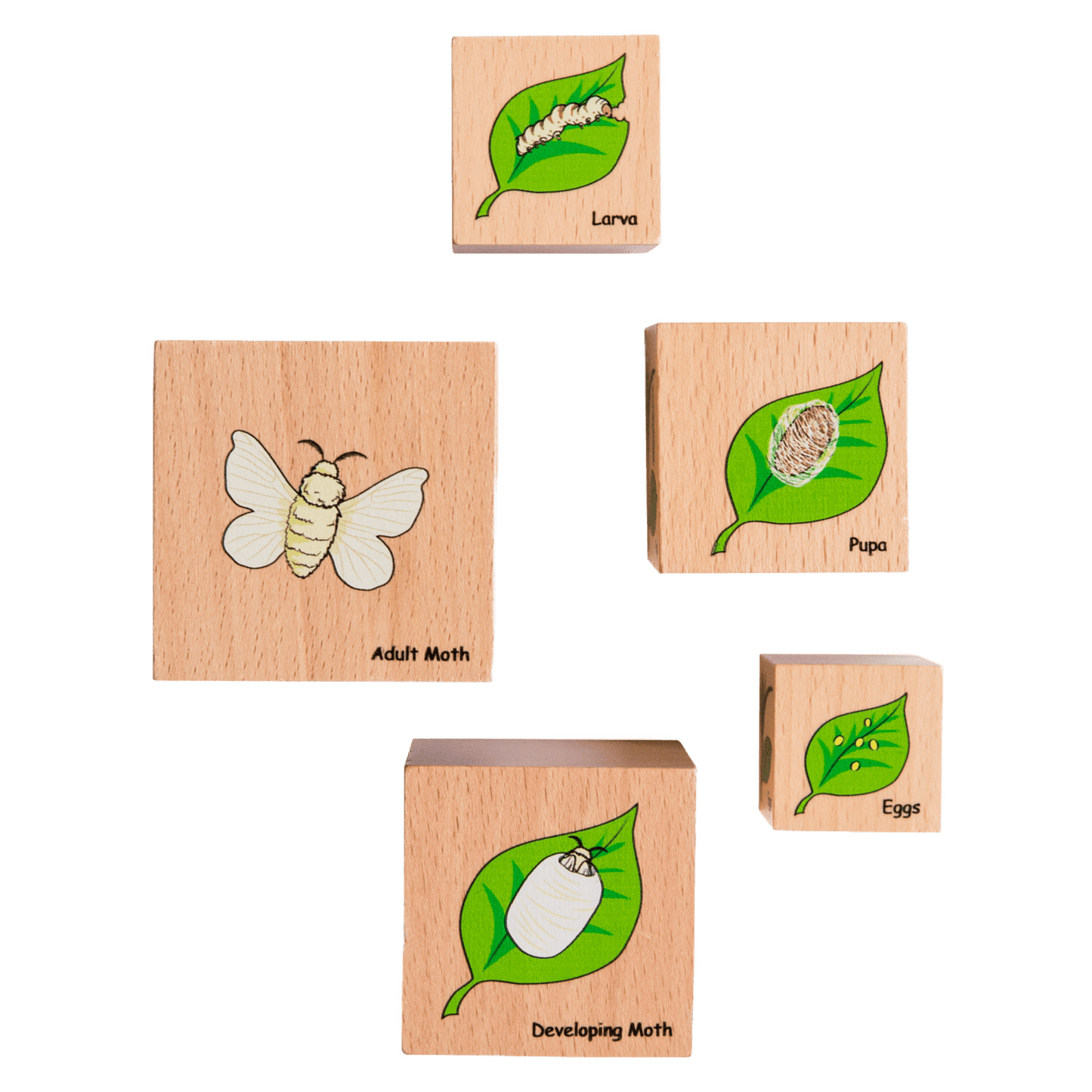 Life Cycle Wooden Blocks