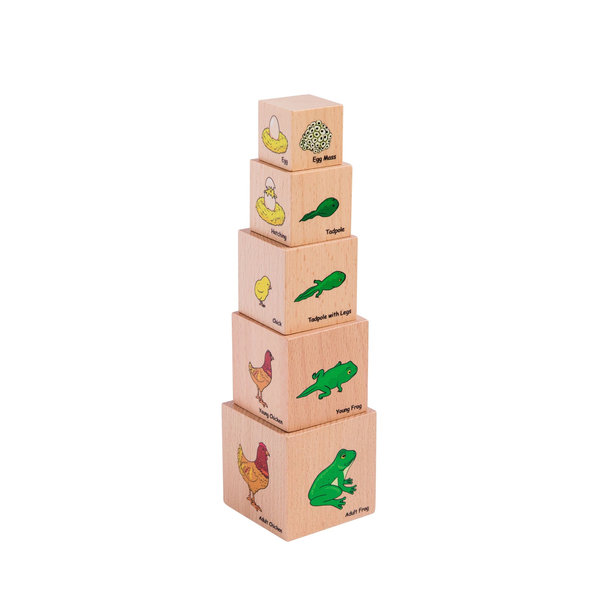 Life Cycle Wooden Blocks