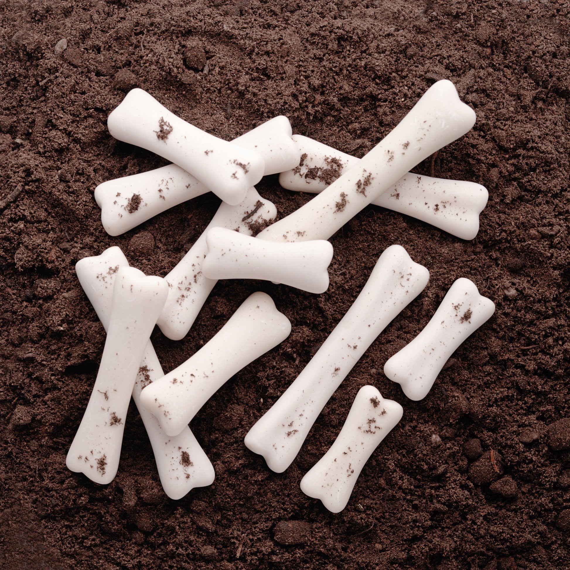 Dinosaur Bones Discovery Set - 1