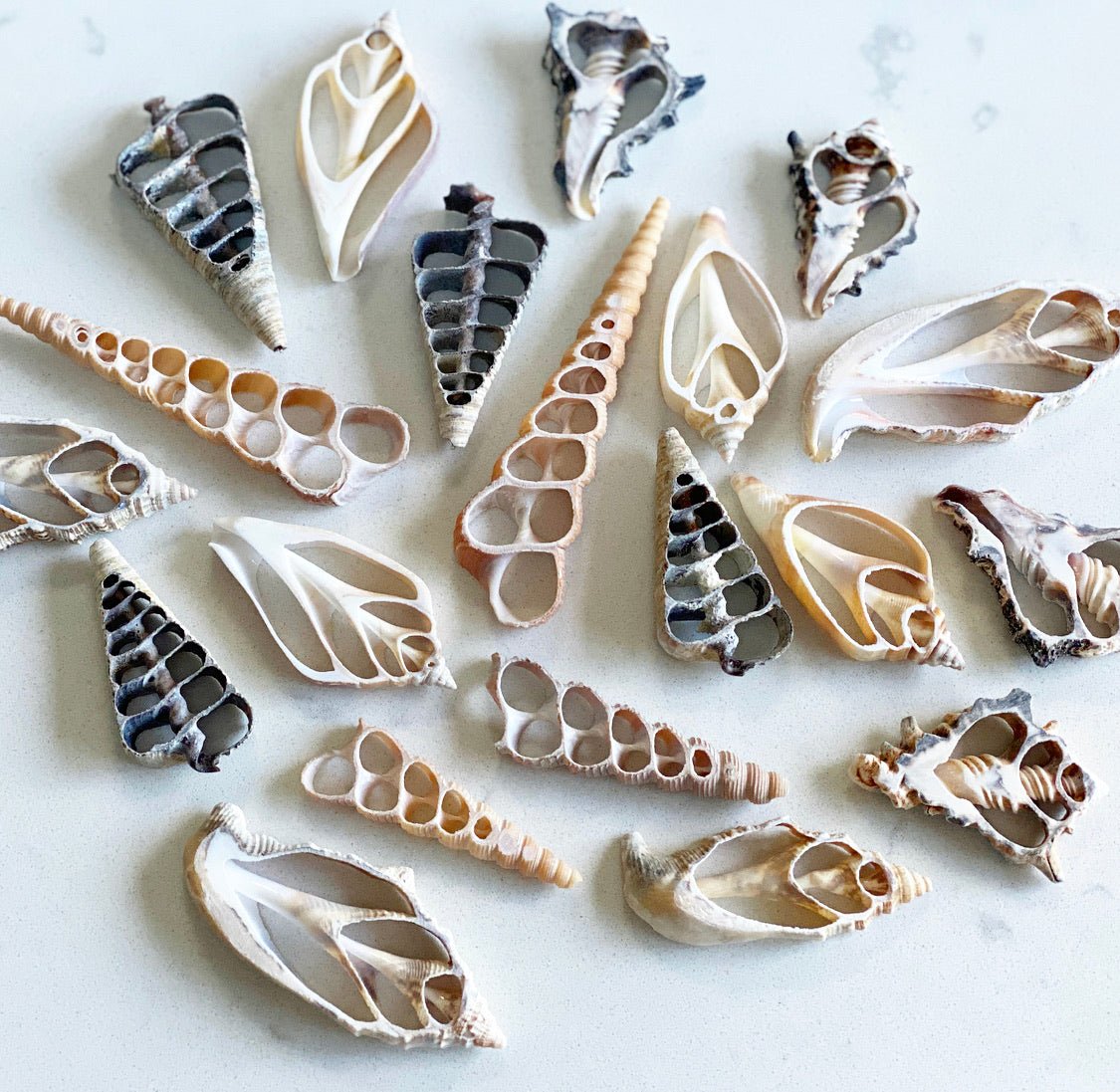 Assorted Shell Slices Pack 20