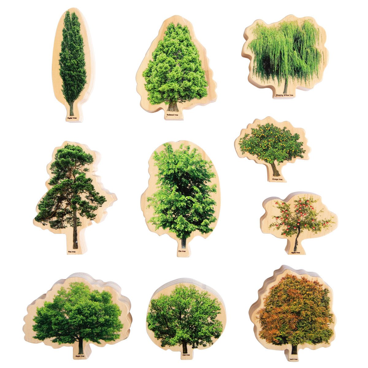 Trees Seasons | Learning and Exploring Through Play