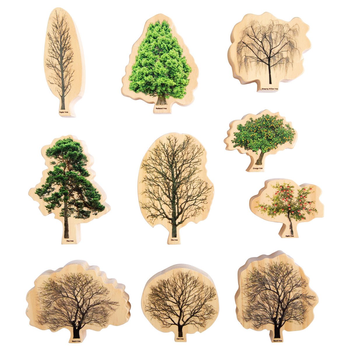 Trees Seasons | Learning and Exploring Through Play